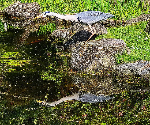 Avian reflection