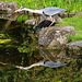 Avian reflection