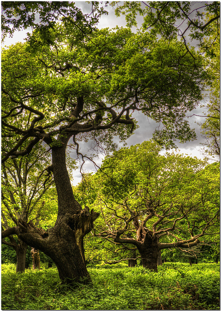 Richmond Park