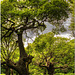 Richmond Park