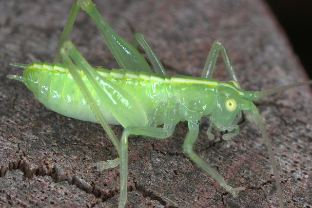 IMG 6799Cricket1-2cm