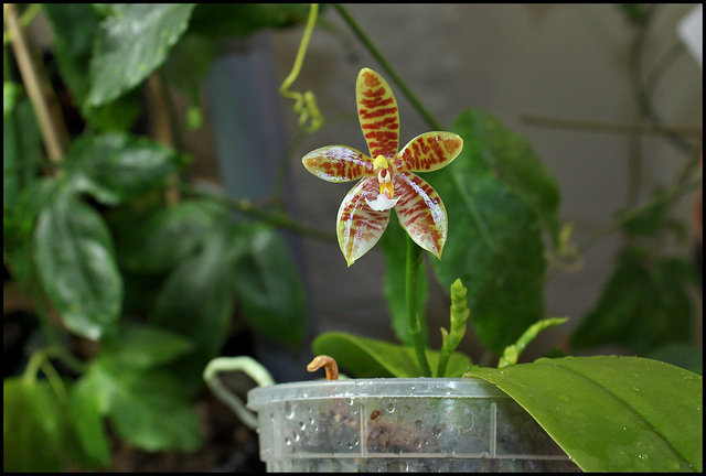 Phalaenopsis tetraspis x cornu-cervi var. chattaladae (6)