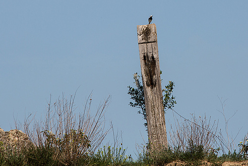 20170516 2993VRTw [A] Bachstelze (Motacilla alba), Neusiedler See, [Oslib-Rust]