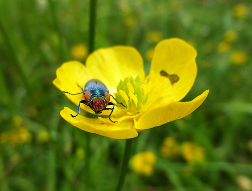 brillante primavera