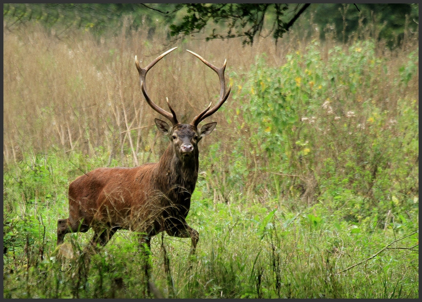 regard de cerf ......