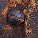 rust never sleeps