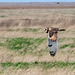 An owl hunting at Parkgate