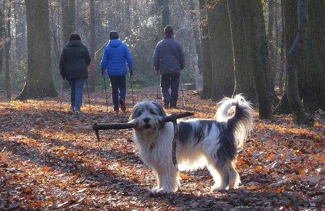 Waldbesucher