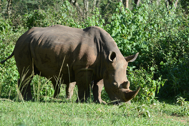 Uganda, White Rhino Female in Ziwa Rhino Sanctuary