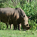 Uganda, White Rhino Female in Ziwa Rhino Sanctuary