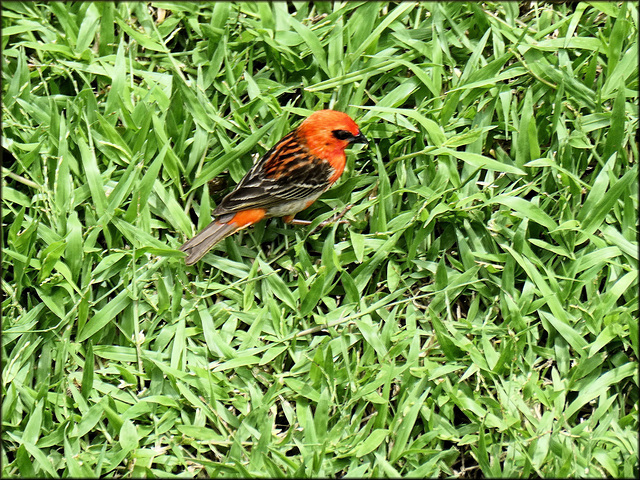 La Ravine-des-Cabris (974) Ile de la Réunion. 18 mars 2020. Cardinal de Madagascar.