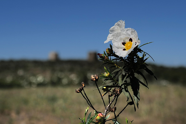 Esteva, Cistus ladanifer