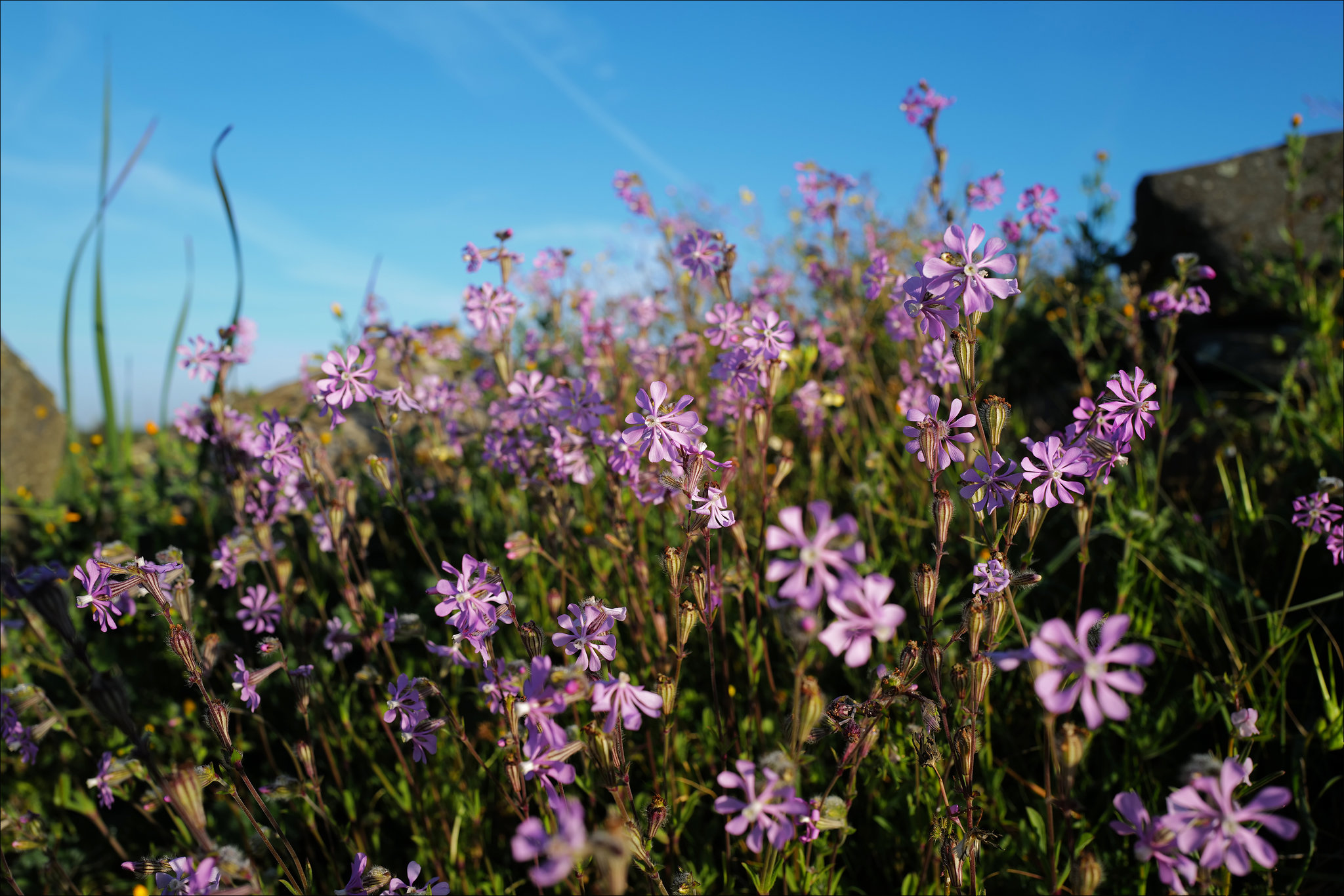 Silene colorata, Penedos