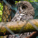 20230728 3293CPw [D~HF] Bartkauz (Strix nebulosa), Tierpark Herford
