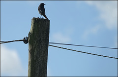 E-Rotschwänzchen :-) E-Rotschwänzchen :-)