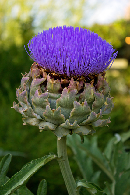 Globe Artichoke (Cynara scolymus)