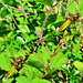 Dragonfly. Broad Bodied Chaser. Libellula fulva. Female