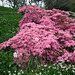 Azaleas rule - OK!