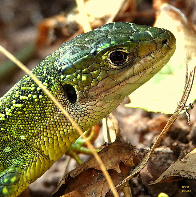 OUI... je sais les lézards et moi......? en Z trop fort...!