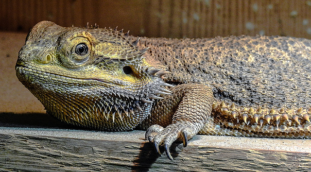 20181021 4330CPw [D~HF] Bartagame, Tierpark Herford