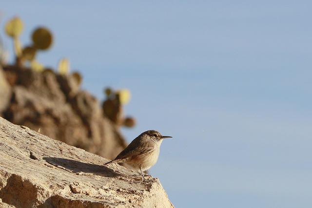 Canyon Wren