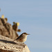 Canyon Wren