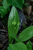 Liparis loeselii (Loesel's Twayblade orchid)