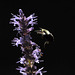 hyssop bumble bee CSC 4743