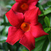 Mandevilla Sanderi