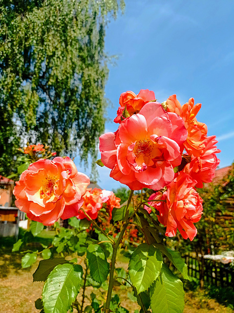 July rose from my garden