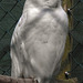 20230728 3294CPw [D~HF] Schneeeule (Bubo scandiacus), Tierpark Herford
