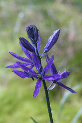 Common Camas