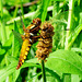 Dragonfly. Broad Bodied Chaser. Libellula fulva. Female