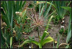 Allium schubertii (4)