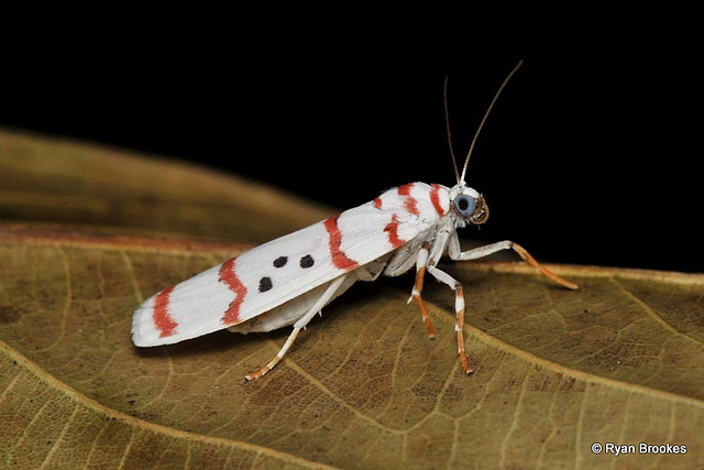 Cyana subornata (Walker, 1854)