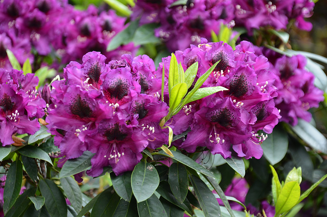 Rhododendrons...