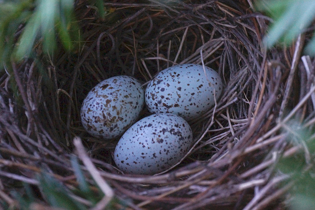 Cardinal Eggs