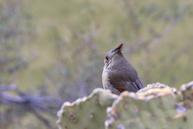 Pyrrhuloxia