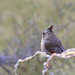 Pyrrhuloxia