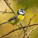 Blue tit