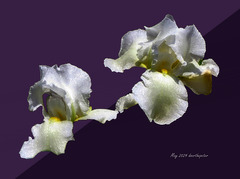 Pure white iris I discovered.