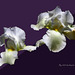 Pure white iris I discovered.