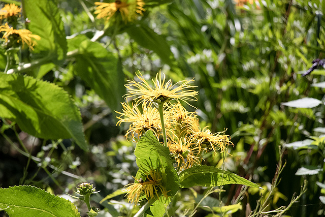 Riesenfenchel