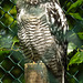 20230728 3295CPw [D~HF] Sperbereule (Surnia ulula), Tierpark Herford