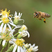 Bee and daisy DSC 9035