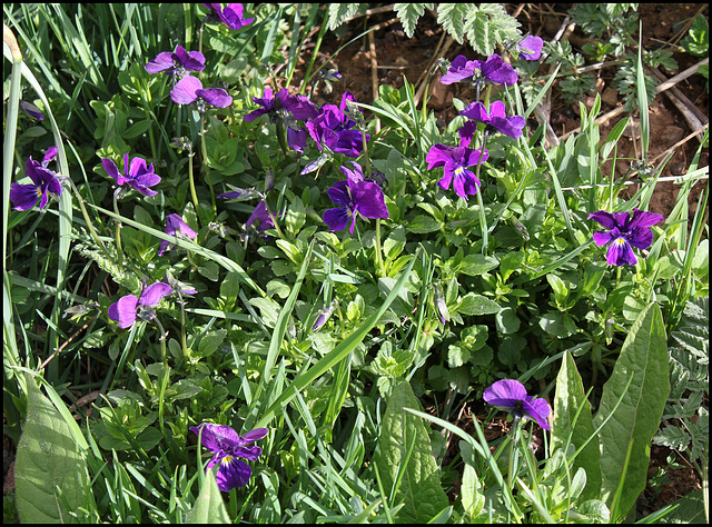 Viola lutea (4)