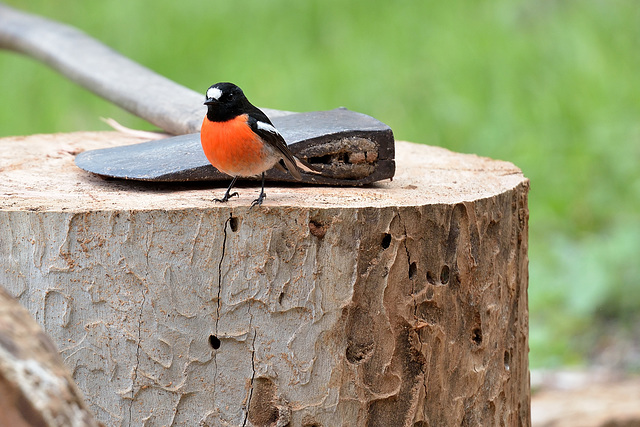 Scarlet Robin