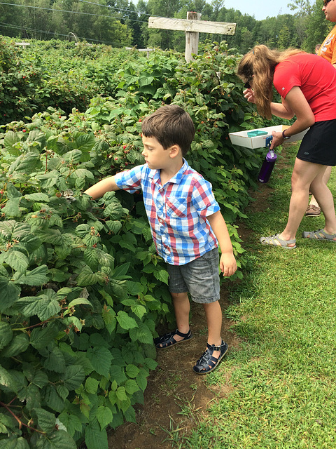 Henry, Raspberry Picking