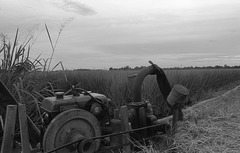 Cloudy day in paddy fields