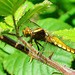 Dragonfly. Broad Bodied Chaser. Libellula fulva. Female